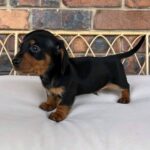 Black & Tan Smooth Dachshund Puppy — Gallery Photo