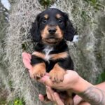Black & Tan Smooth Dachshund Puppy — Gallery Photo