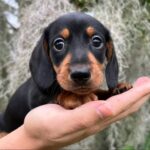 Black & Tan Smooth Dachshund Puppy — Gallery Photo