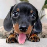 Black & Tan Smooth Dachshund Puppy — Gallery Photo
