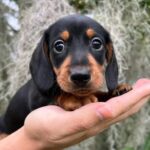 Black & Tan Smooth Dachshund Puppy — Gallery Photo