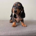 Red Smooth Dachshund Puppy — Gallery Photo