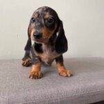 Red Smooth Dachshund Puppy — Gallery Photo