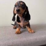 Red Smooth Dachshund Puppy — Gallery Photo