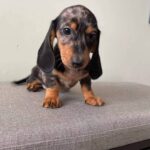 Red Smooth Dachshund Puppy — Gallery Photo