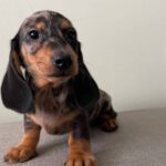 Red Smooth Dachshund Puppy — Gallery Photo