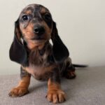 Red Smooth Dachshund Puppy — Gallery Photo