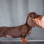 Chocolate & Tan Dachshund Puppy — Gallery Photo