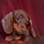 Chocolate & Tan Dachshund Puppy — Gallery Photo
