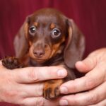 Chocolate & Tan Dachshund Puppy — Gallery Photo