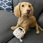 Golden Cream Longhaired Dachshund Puppy — Gallery Photo