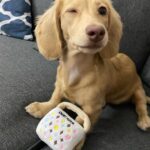 Golden Cream Longhaired Dachshund Puppy — Gallery Photo