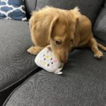 Golden Cream Longhaired Dachshund Puppy — Gallery Photo