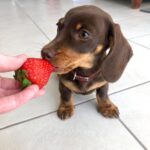 Chocolate & Tan Dachshund Puppy — Gallery Photo