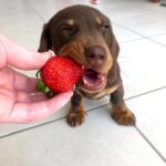 Chocolate & Tan Dachshund Puppy — Gallery Photo